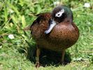 Laysan Duck (WWT Slimbridge May 2012) - pic by Nigel Key